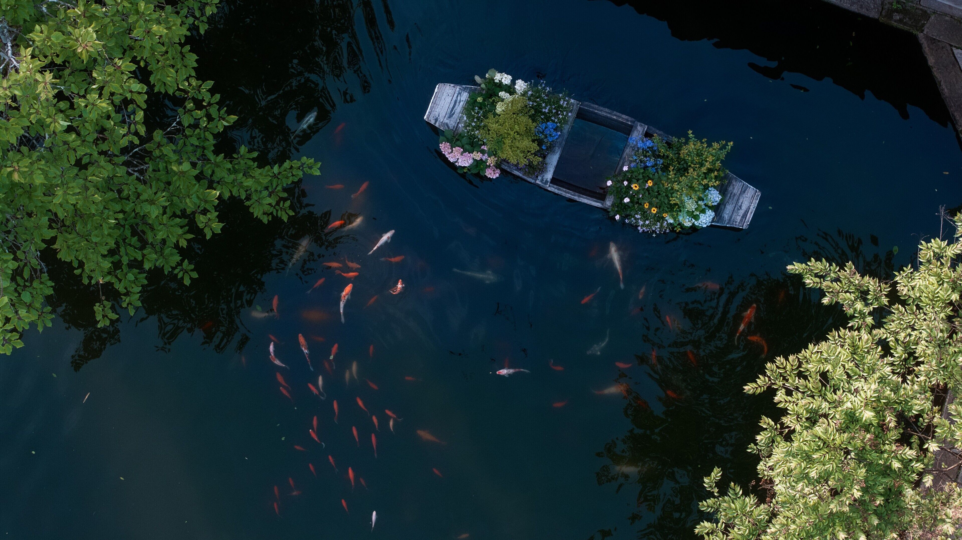 A pond with koi fish and a wooden dock with flowers.
