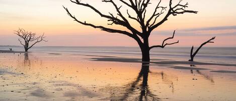 A tree standing in shallow water with a calm sea in the background.