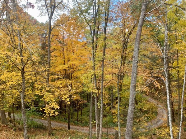 A forest with a winding dirt path. - Thistle Ridge Mountain & River Retreat- 12 acres, hot tub, EV charger, fire pits (Lansing)