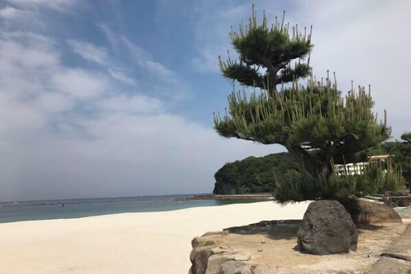 Eine Küstenlandschaft mit einem Bonsai-Baum, einem Felsvorsprung und einem Strand.