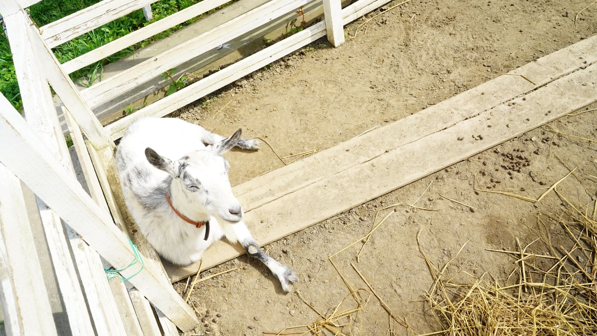 Una cabra en un área cercada con suelo de tierra.