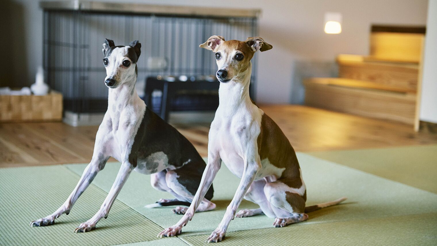 Dos perros sentados sobre una alfombra en una habitación con chimenea y muebles de madera.