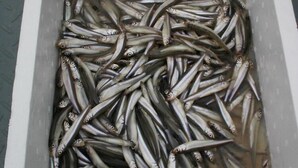 A container filled with numerous small fish. - Kamisuwa Onsen Minshuku Ahiru (Suwa)