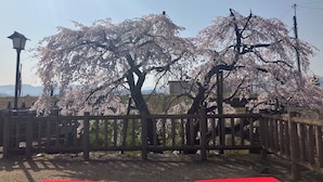 A wooden fence, cherry blossom trees, and a clear sky. - Oyado Sakura Gojo Station (Gojo)