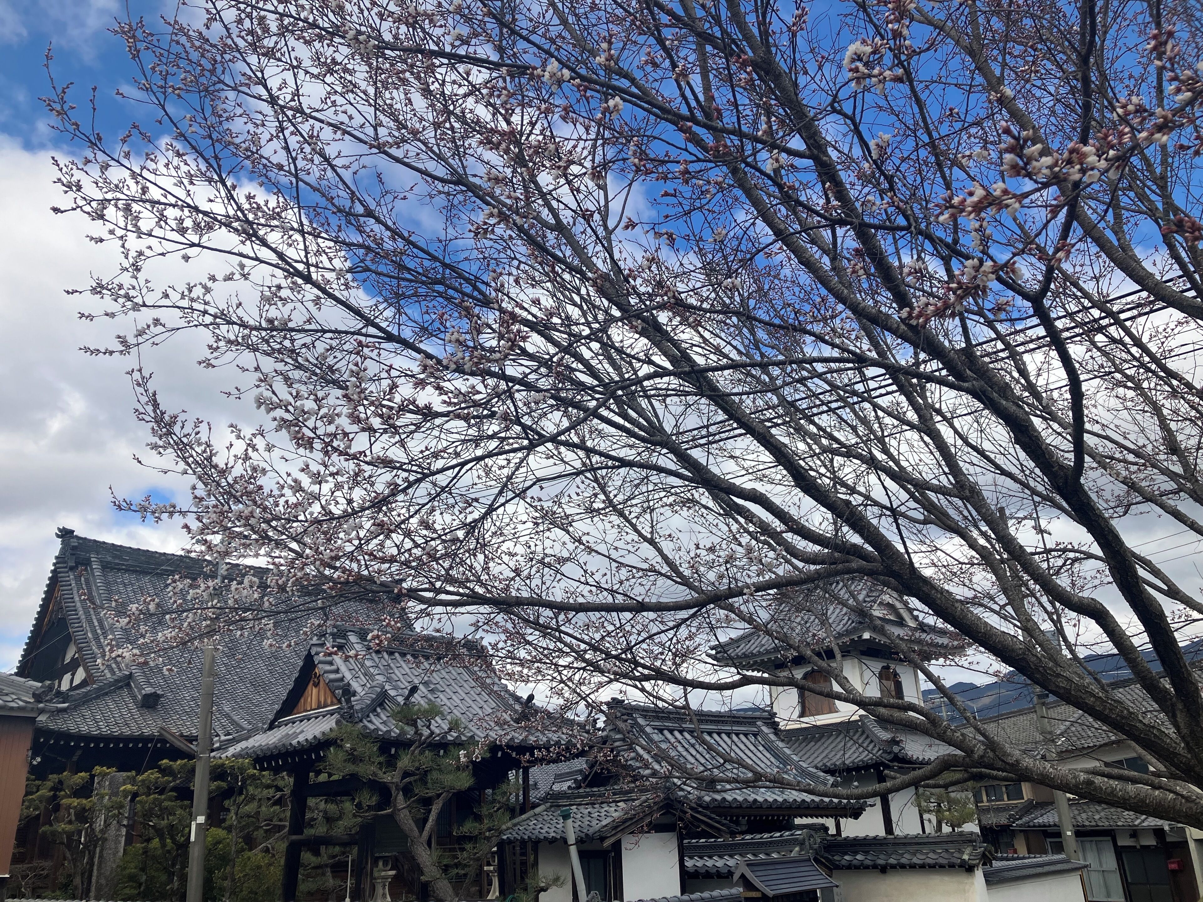 Un bâtiment traditionnel, doté d’un toit en tuiles et d’un arbre en fleurs devant.