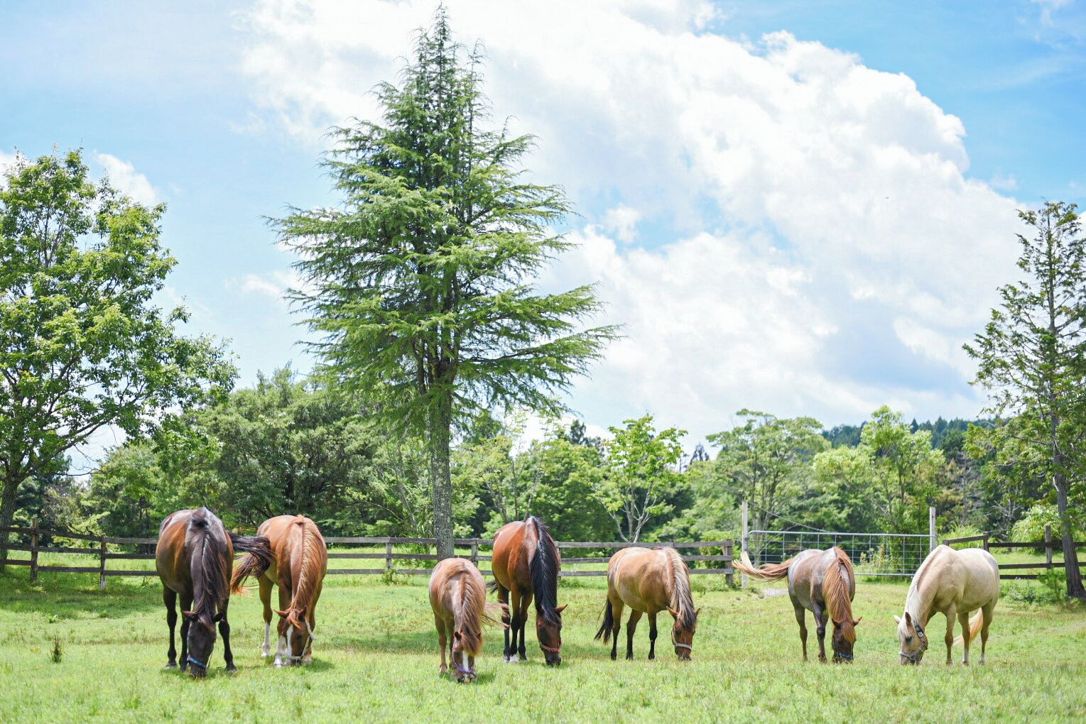 Un groupe de chevaux broute dans un pré clôturé, avec des arbres en arrière-plan.