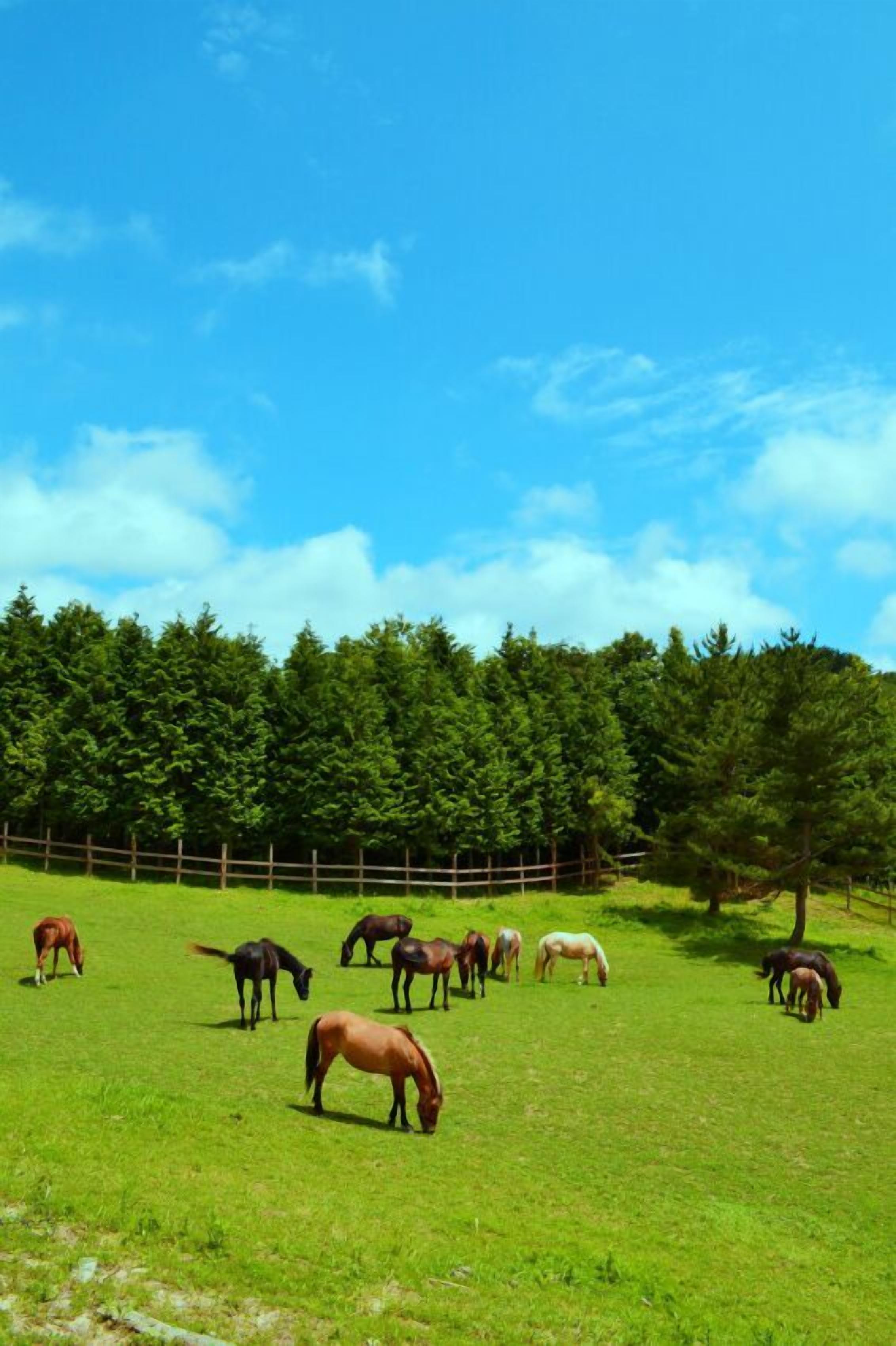 Un champ verdoyant où paissent des chevaux, une clôture en bois et une forêt en arrière-plan.