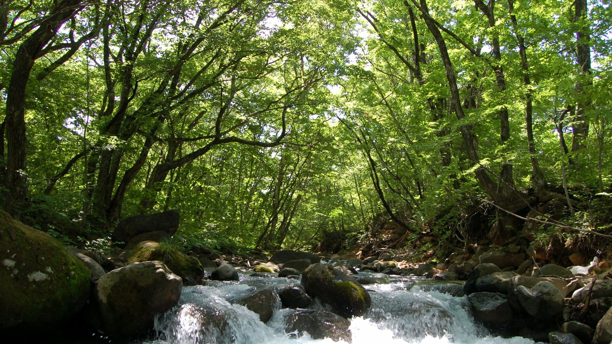 Une zone boisée avec un ruisseau et des rochers.