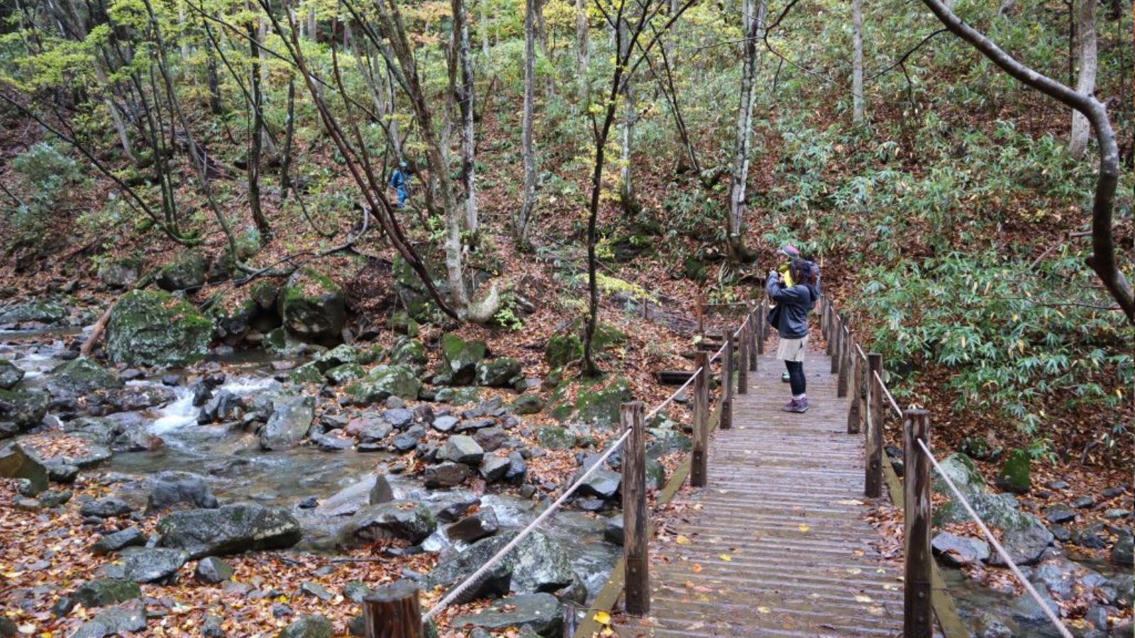 A wooden bridge over a stream in a forested area.
