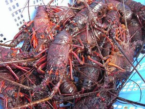 Miscellaneous - Aizawaso (Kawazu)