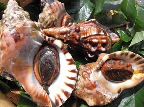 Food and drink - Aizawaso (Kawazu)