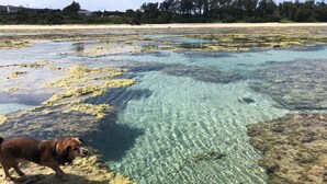 A dog walking along a clear water body with a sandy shore and a forested background. - Golden Mile Villa (Amami)