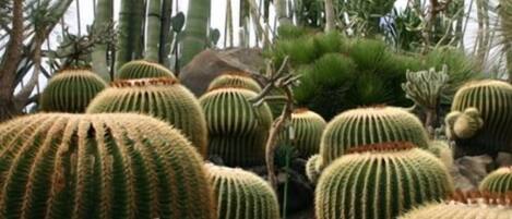 A greenhouse with various cacti and succulents, including round cacti with ridged patterns and a tall, slender plant in the background.