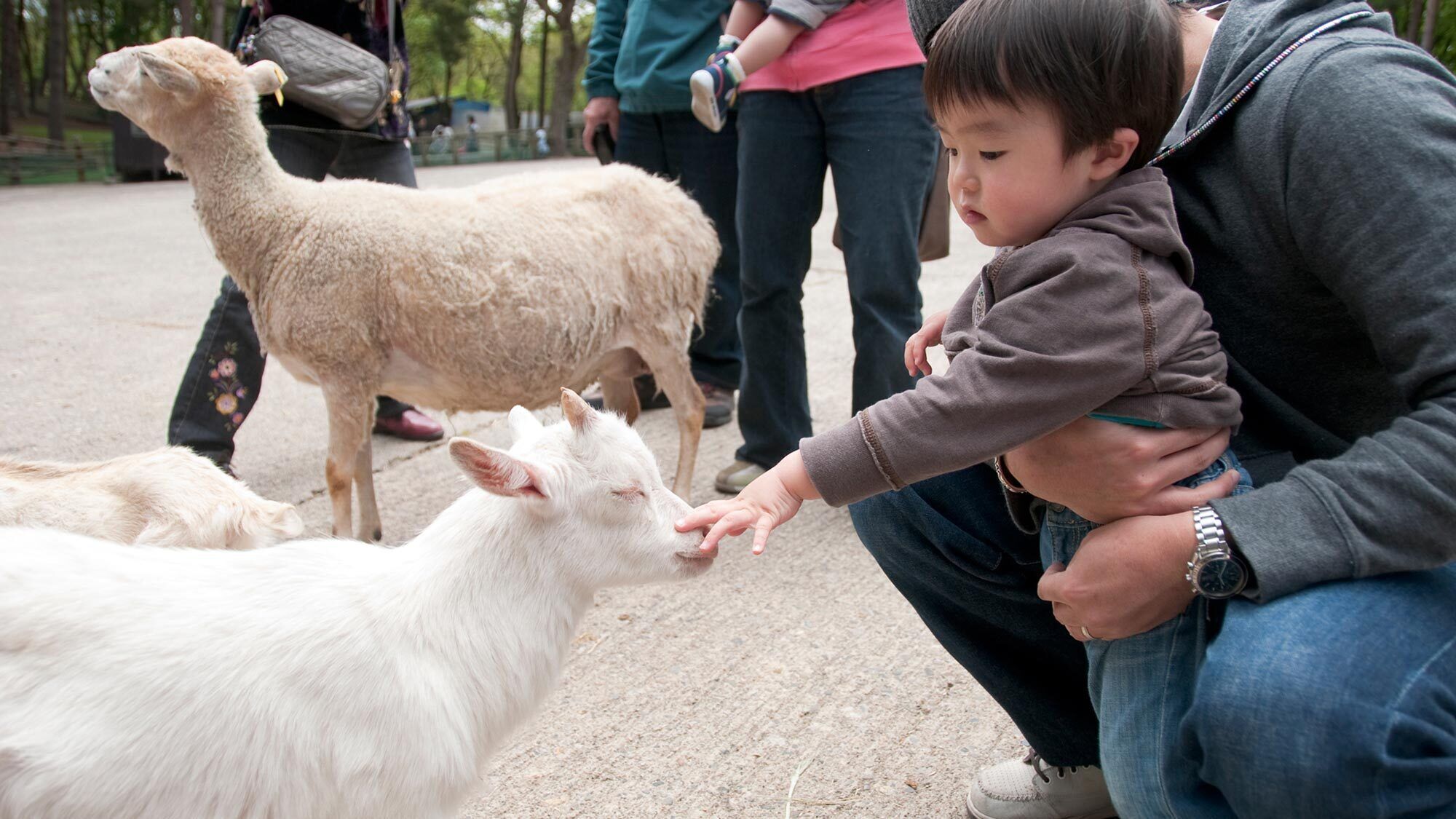 A person interacting with a goat and a sheep in an outdoor setting.