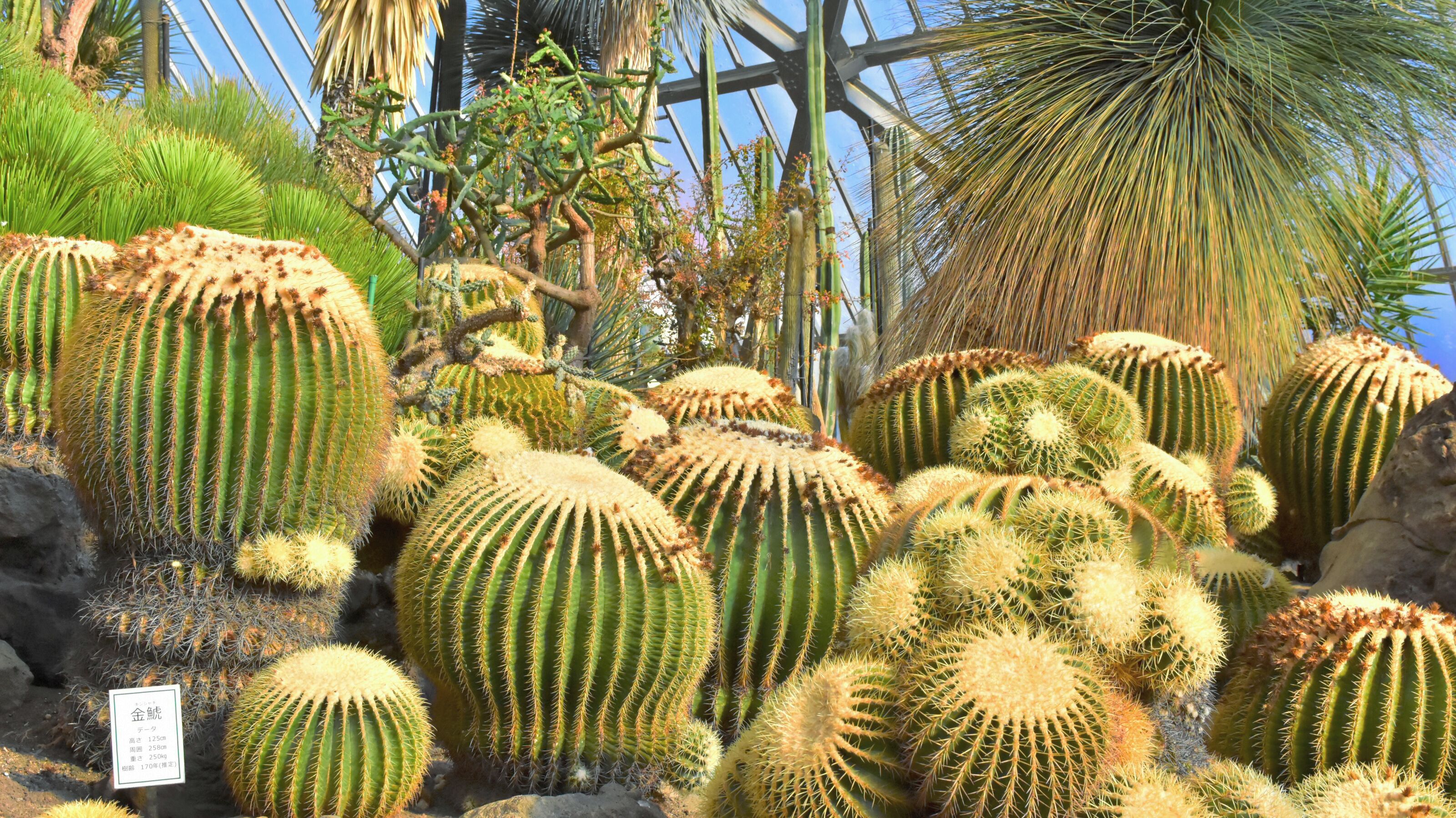 Een cactustuin met diverse soorten, waaronder bolvormige en cilindervormige cactussen, en een metalen constructie op de achtergrond.