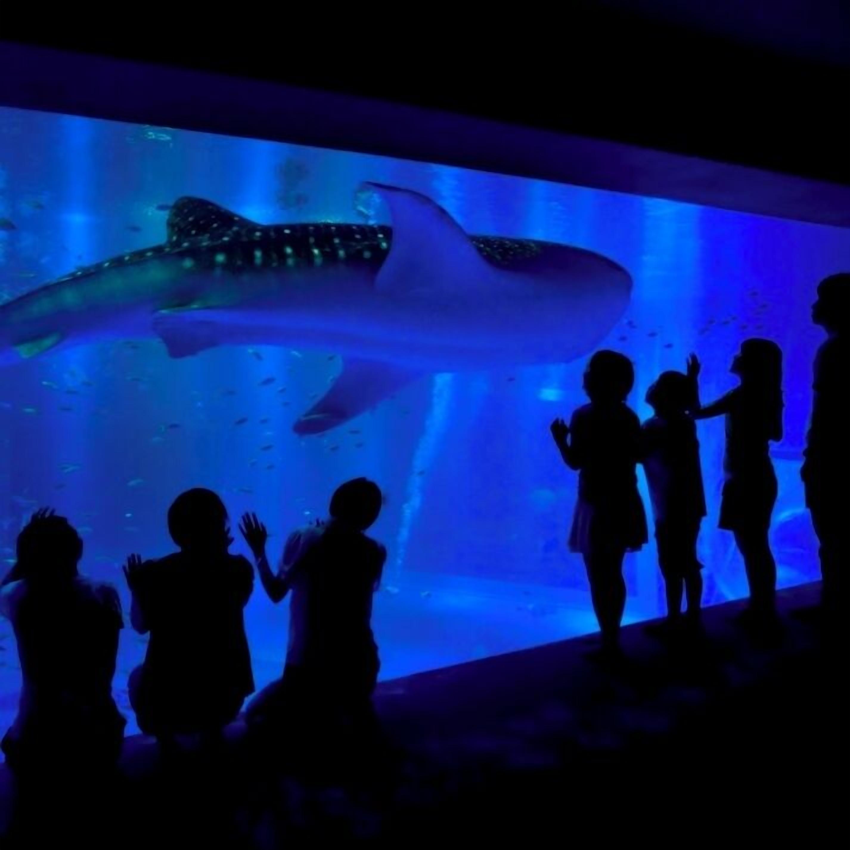 A large aquarium with a whale shark visible through a glass wall, surrounded by people observing.