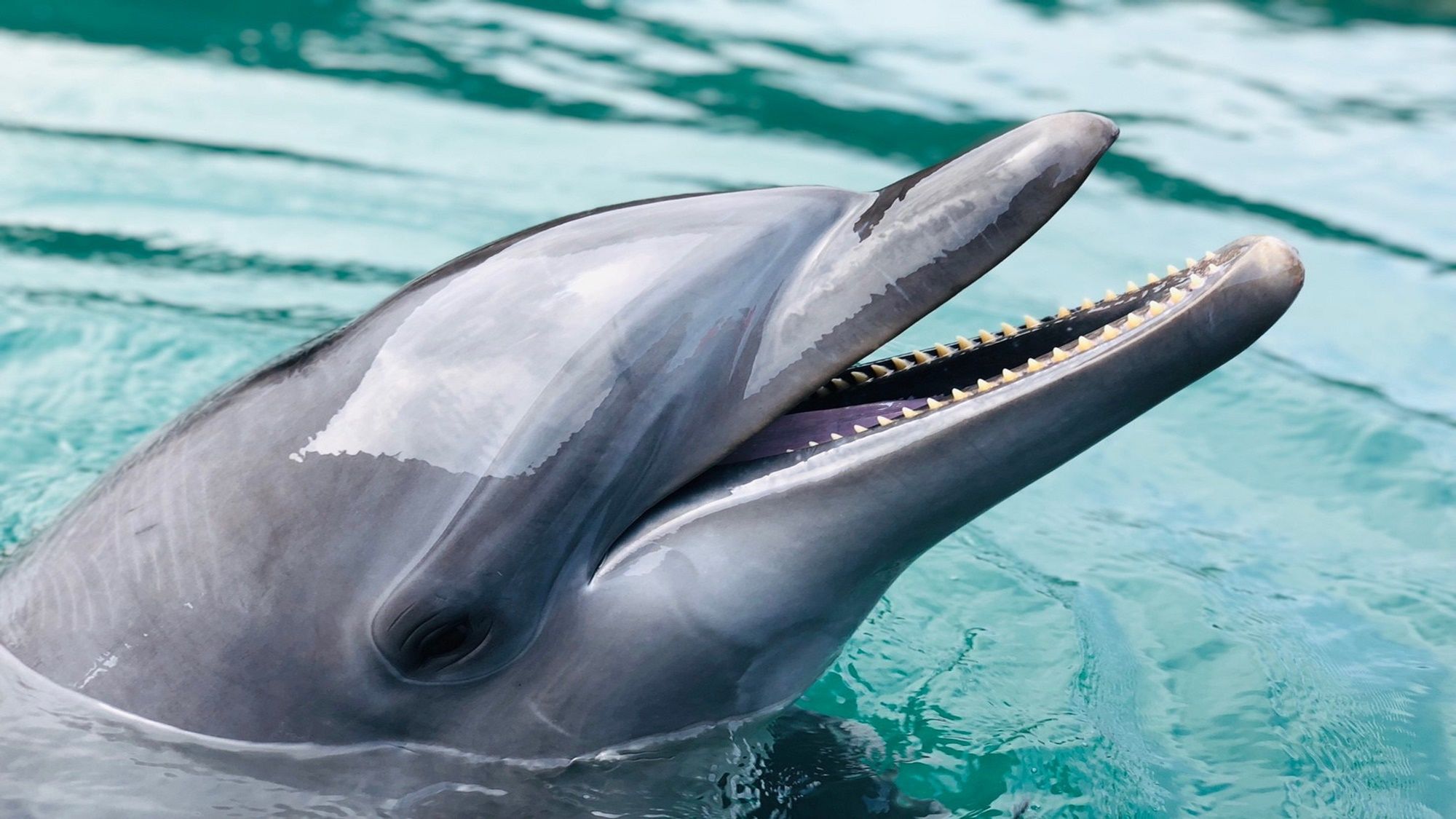 A dolphin with its mouth open, revealing sharp teeth.