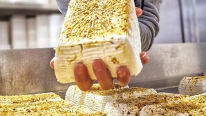 A person holding a large block of cheese with a textured surface, surrounded by similar cheese blocks.
