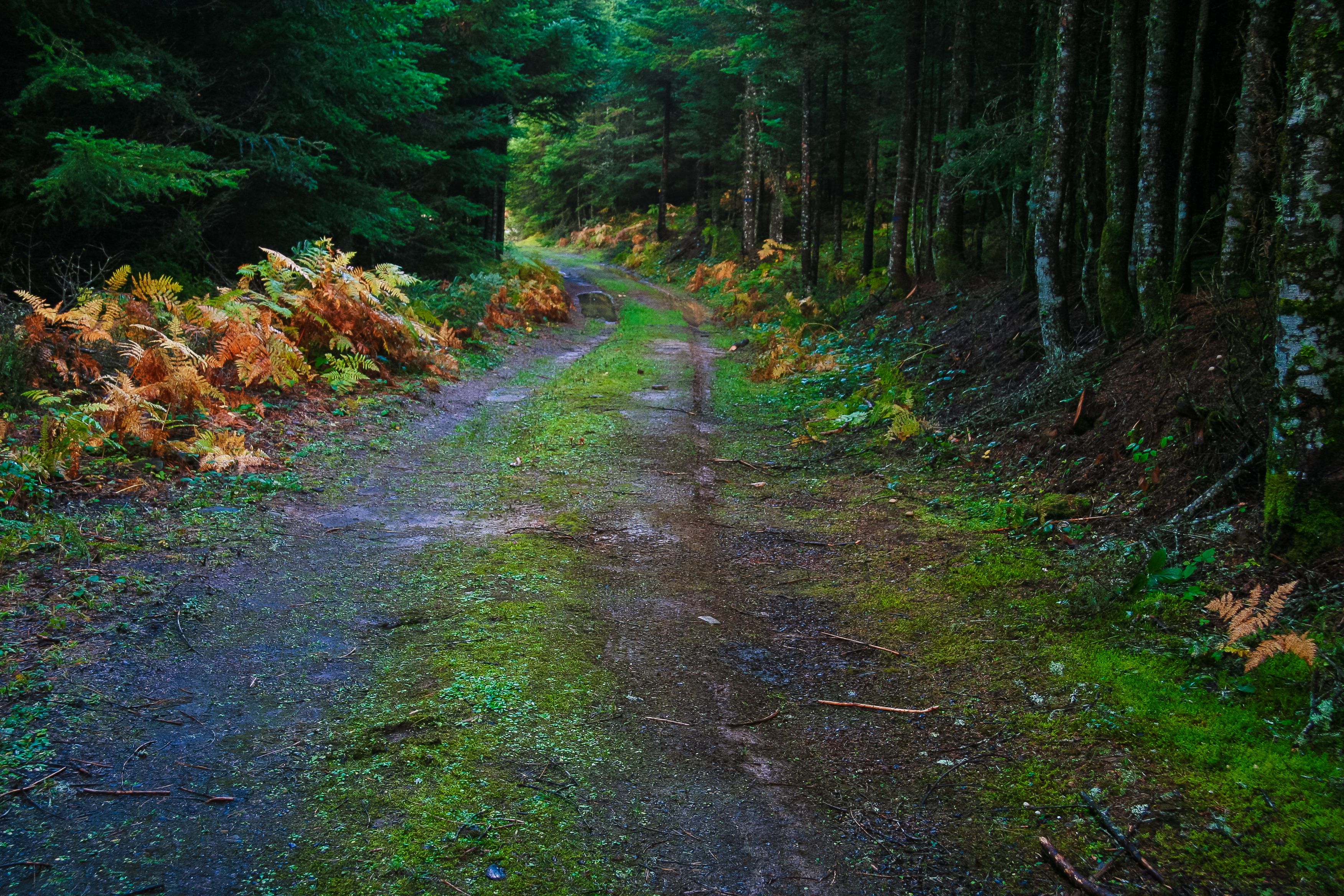 A forest path with dense trees and ferns.