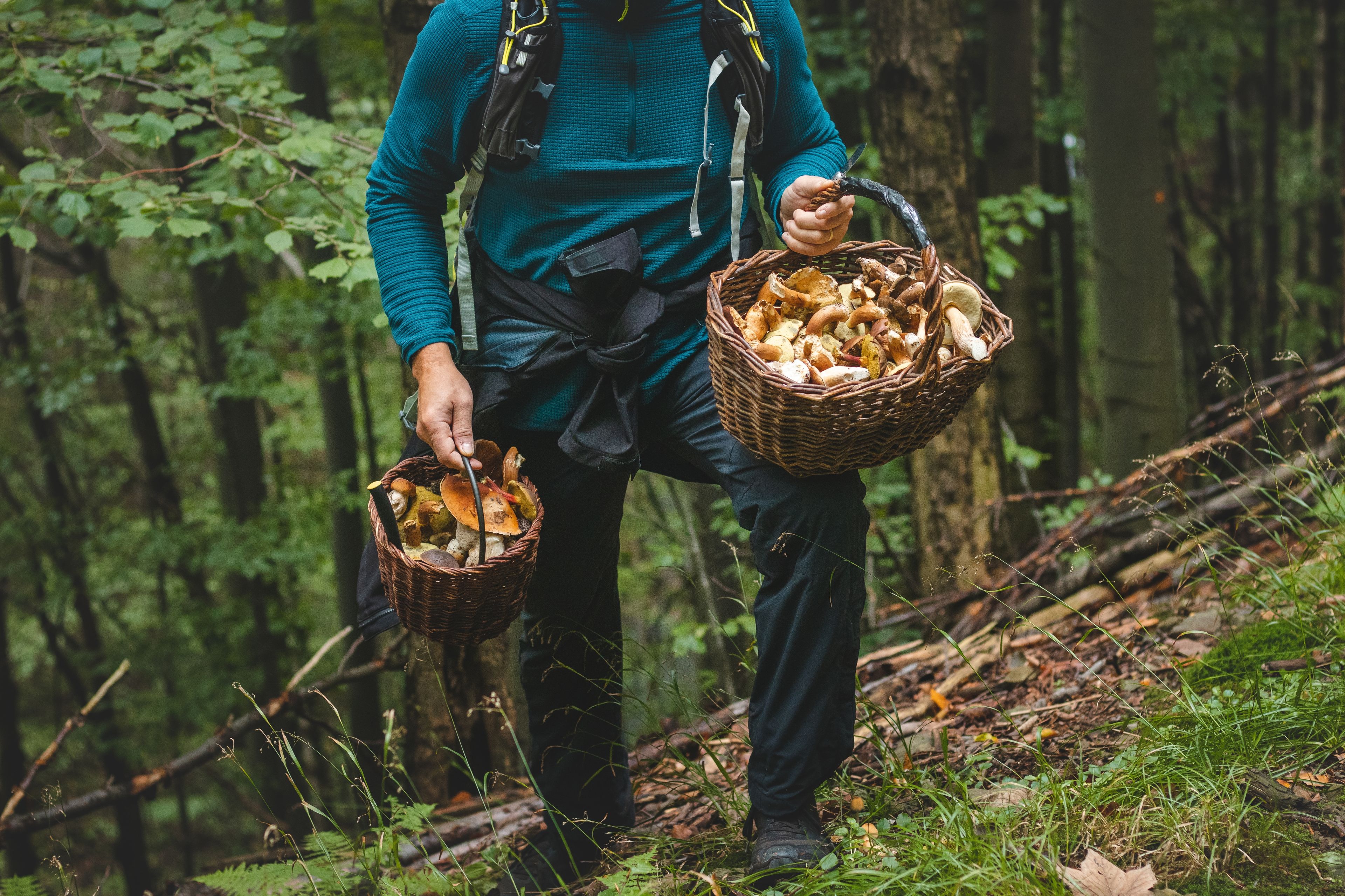 Une personne transportant deux paniers en osier remplis de champignons, marchant dans une forêt.