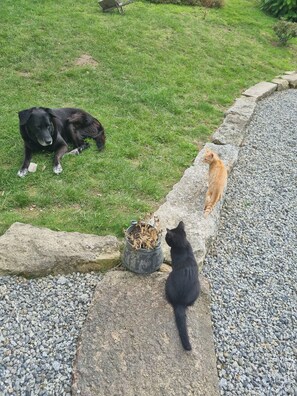 Property grounds - Breton house in the countryside (Saint-Gilles-Pligeaux)