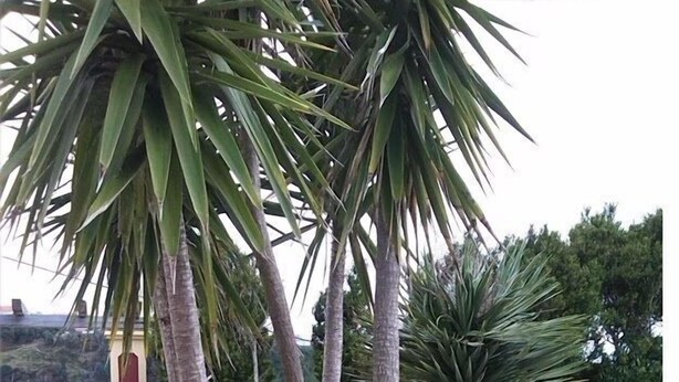 A garden with palm trees, a stone wall, and a bench.