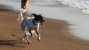 Two dogs running on a sandy beach with waves in the background. - Sado Seaside Villa (Sado)
