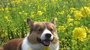 A dog in a field of yellow flowers. - Jogasaki Kawakami Pension (Ito)