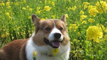 Ramah hewan peliharaan