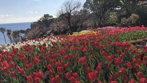 A field of tulips with a coastal backdrop. - Jogasaki Kawakami Pension (Ito)