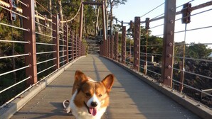 A dog walking on a wooden bridge with metal railings and trees in the background. - Jogasaki Kawakami Pension (Ito)
