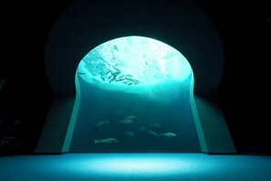 Divers