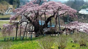 A large tree with pink blossoms, a fence, and a distant building. - Worifushi no Yado Shougetsu (Koriyama)