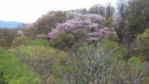 A natural landscape with dense vegetation and a prominent tree with pink blossoms. - Worifushi no Yado Shougetsu (Koriyama)