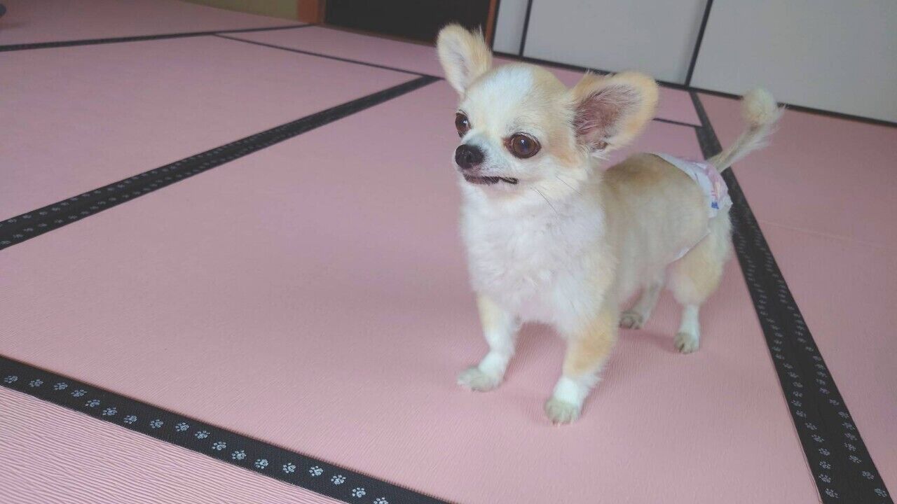 Un perro pequeño sobre una alfombra rosa con borde negro.