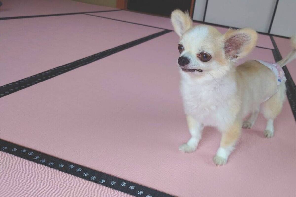 A small dog on a pink mat with a black border.