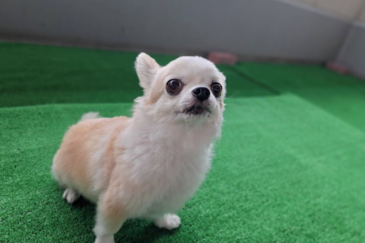 Pet-friendly