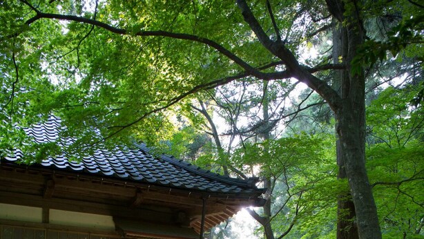 A traditional Japanese building with a tiled roof, surrounded by a forested area with moss-covered ground and large trees. - Kansuirou (Kaga)