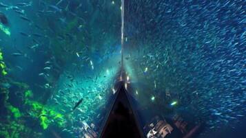 Divers