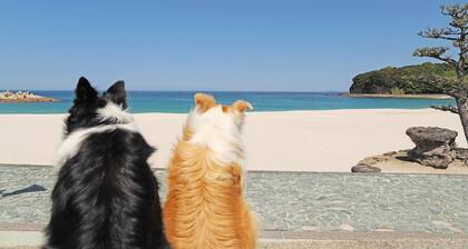 Nanki Shirahama Wan Wan Paradise