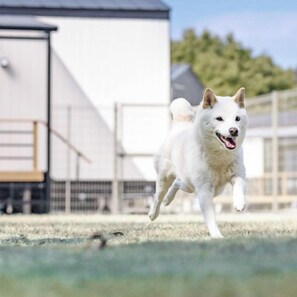 Ein weißer Hund rennt über eine Wiese, im Hintergrund ist ein Gebäude zu sehen.