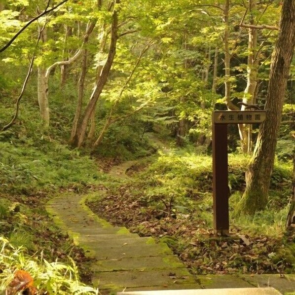 A forested area with a wooden signpost indicating a trail. - Forest Resort Inawashiro Shiki no Sato (Inawashiro)