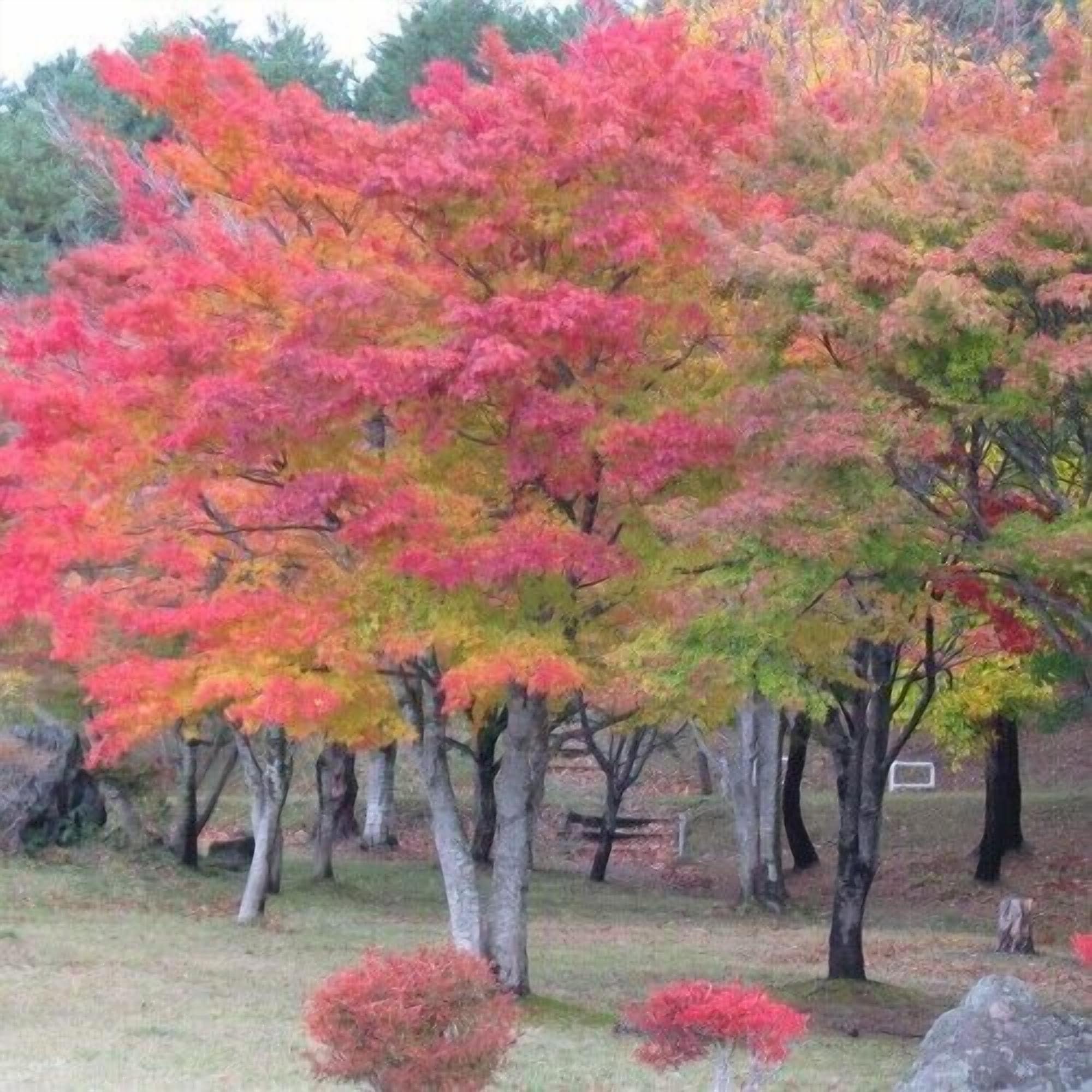 A garden with trees displaying autumn foliage.