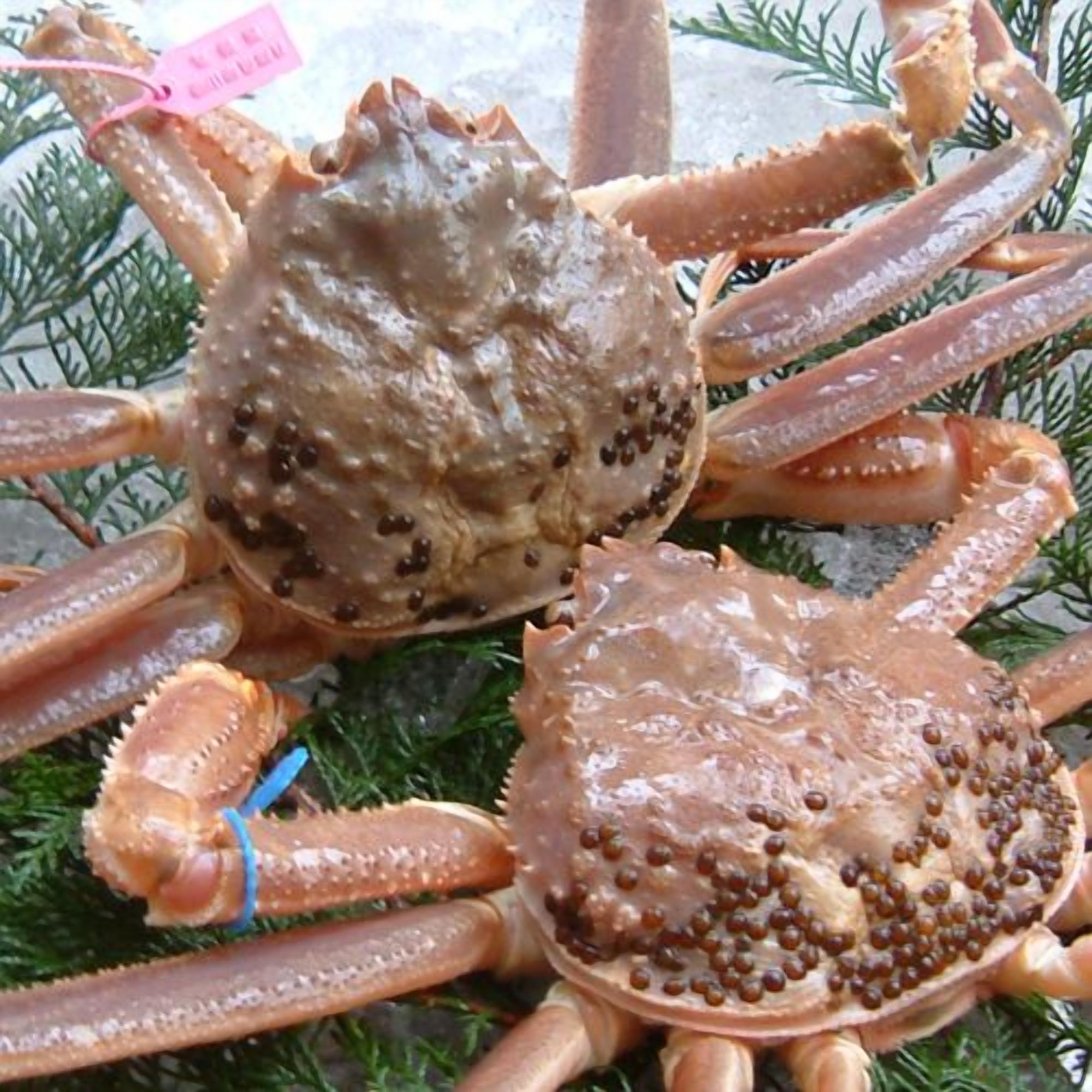 A crab with a tag, surrounded by greenery.