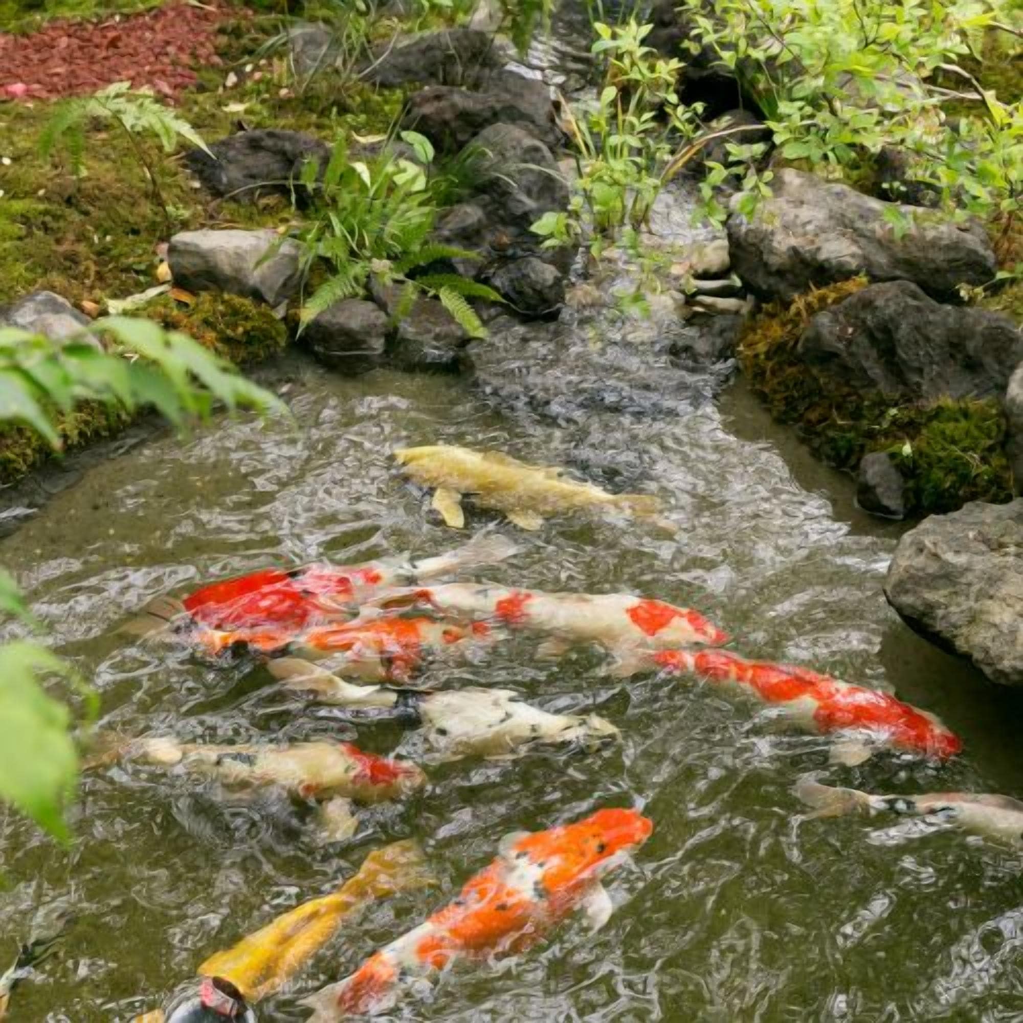 Un bassin à carpes koï, avec de l’eau qui s’écoule sur des rochers et est entouré de verdure.