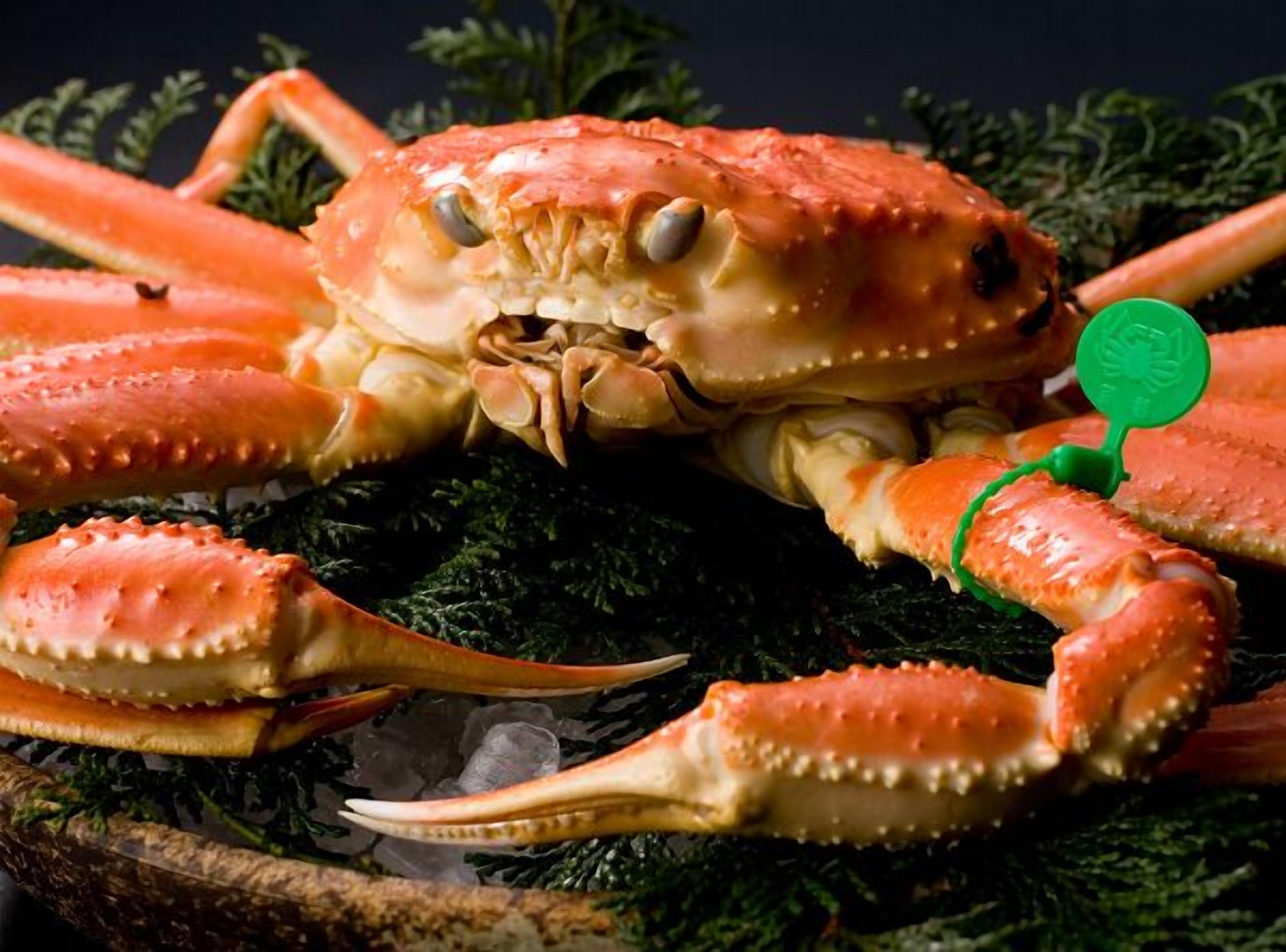 A crab with a green tag on its claw, surrounded by greenery.