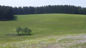 Un extenso campo verde con un pequeño grupo de árboles y un bosque denso al fondo.
