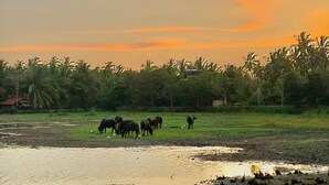 A rural landscape with cattle grazing near a water body, surrounded by palm trees. - Cozy 1-bedroom villa in awesome Tangalle with AC (Tangalle)