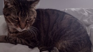 A cat lying on a bed with a white blanket. - Cozy 2-bedroom condo in lovely Land O' Lakes with AC (Land O' Lakes)