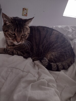 Huisdieren toegelaten